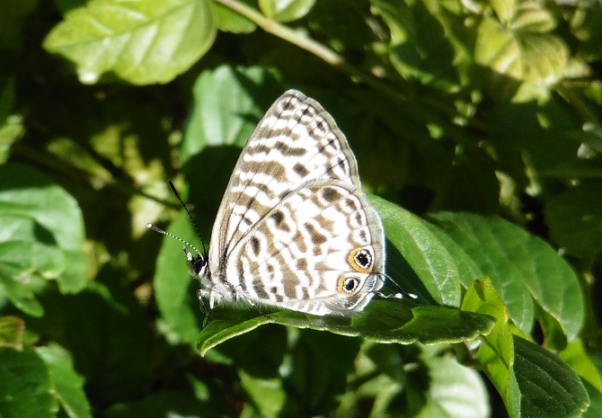 Farfalla del Sudafrica: Leptotes pirithous  (Lycenidae)